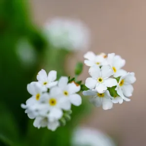 Snowsylva Forget-Me-Not