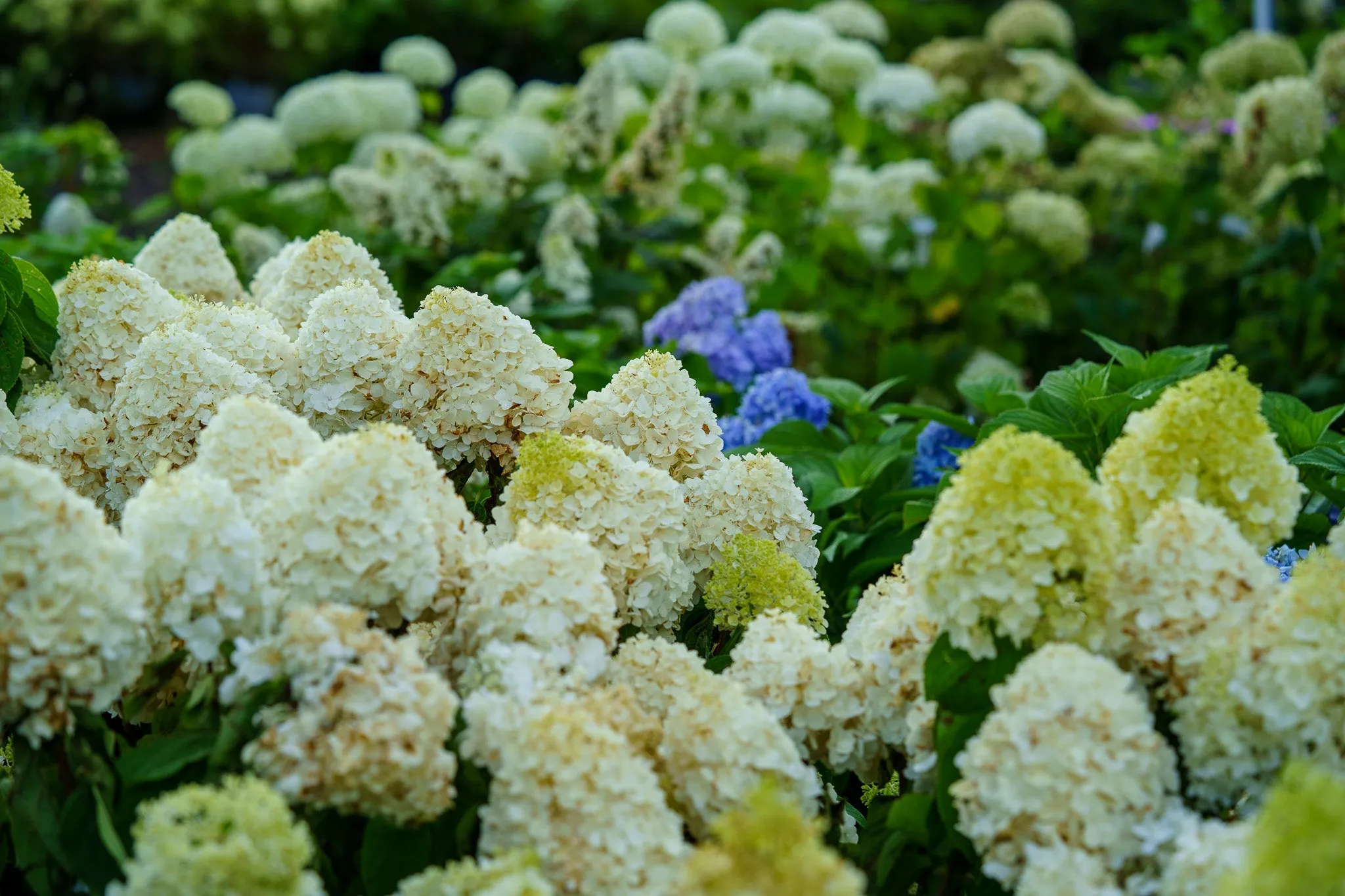 White Wedding Hydrangea