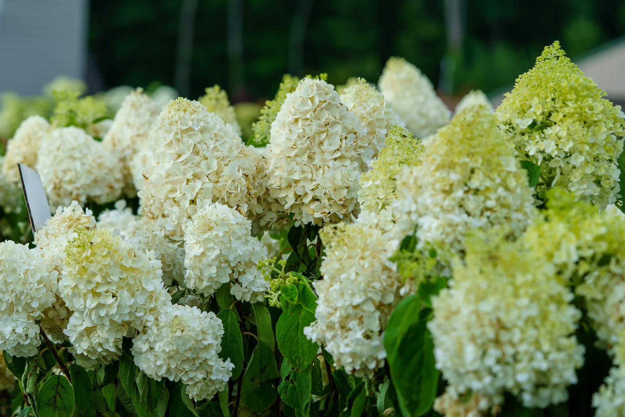 White Wedding Hydrangea