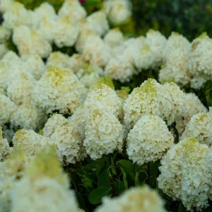 White Wedding Hydrangea
