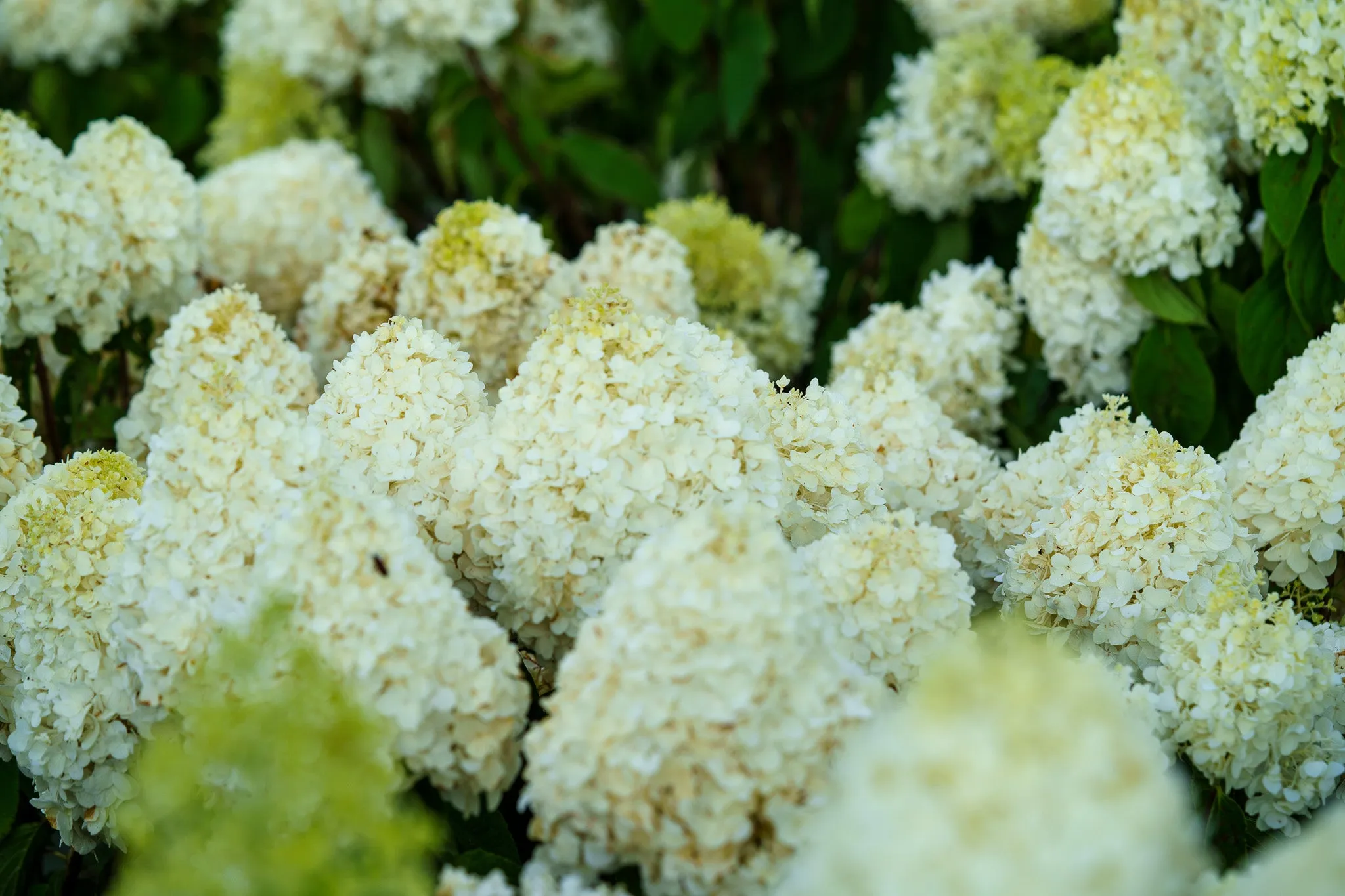 White Wedding Hydrangea