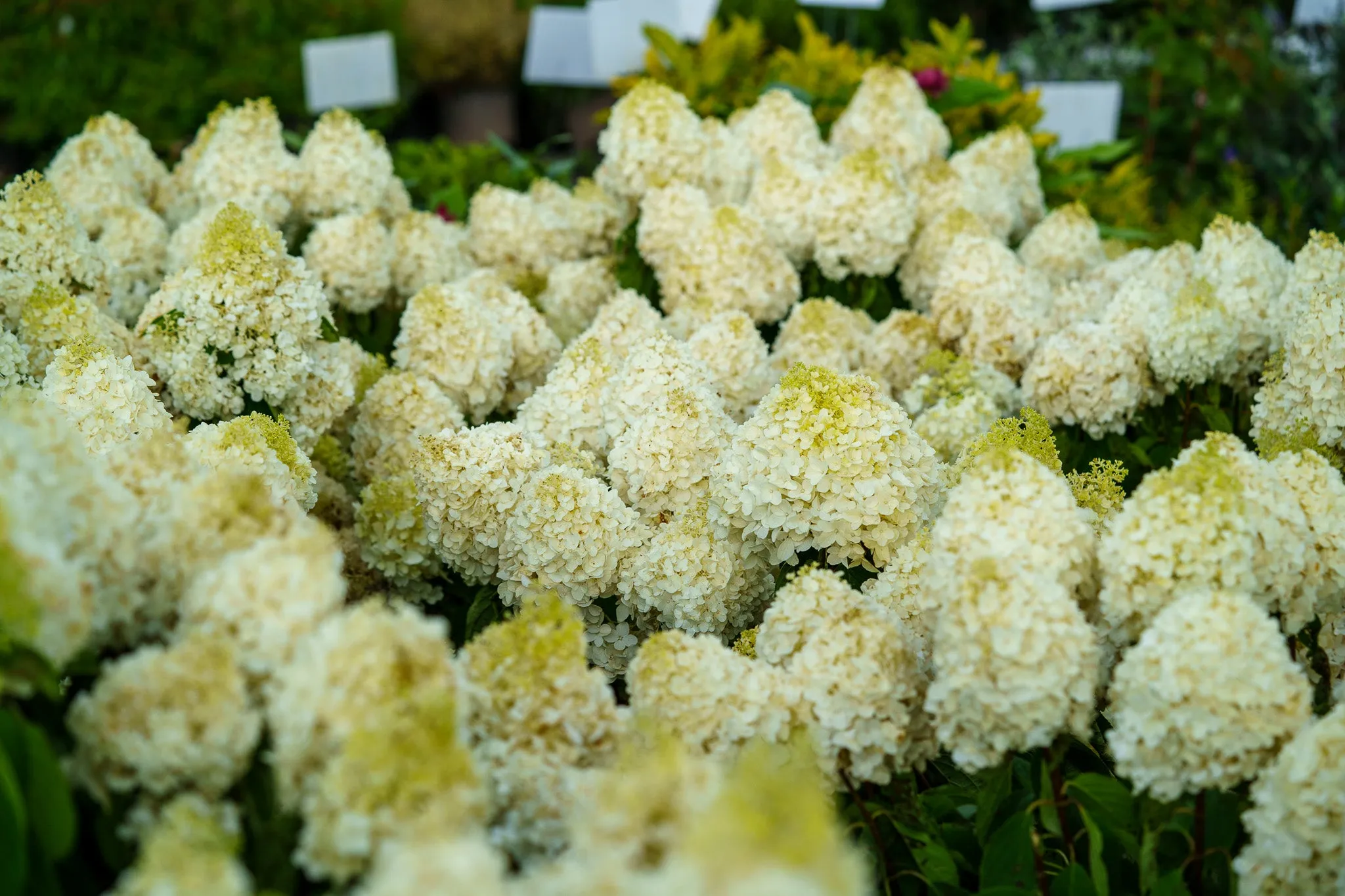 White Wedding Hydrangea